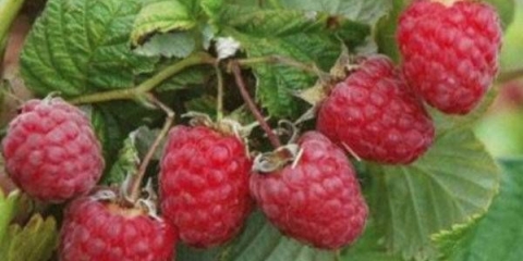 Zvono sorte maline: fotografija i opis